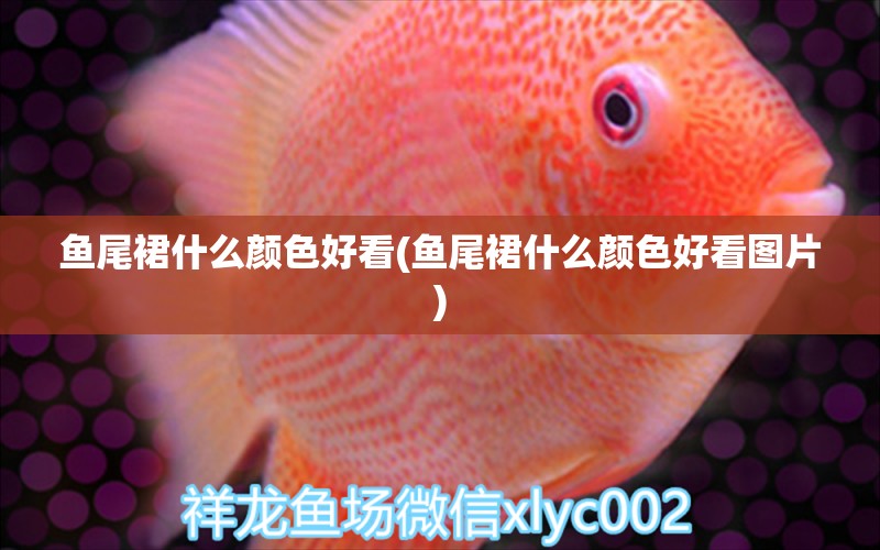 魚尾裙什么顏色好看(魚尾裙什么顏色好看圖片)