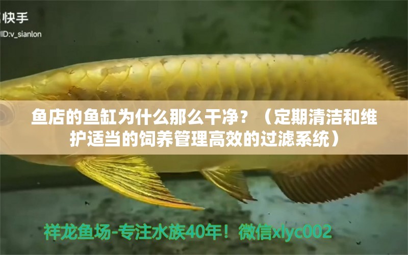 魚店的魚缸為什么那么干凈？（定期清潔和維護(hù)適當(dāng)?shù)娘曫B(yǎng)管理高效的過濾系統(tǒng)） 觀賞魚 第2張