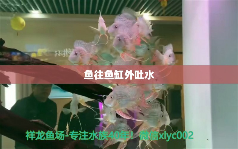 魚往魚缸外吐水 祥龍魚場