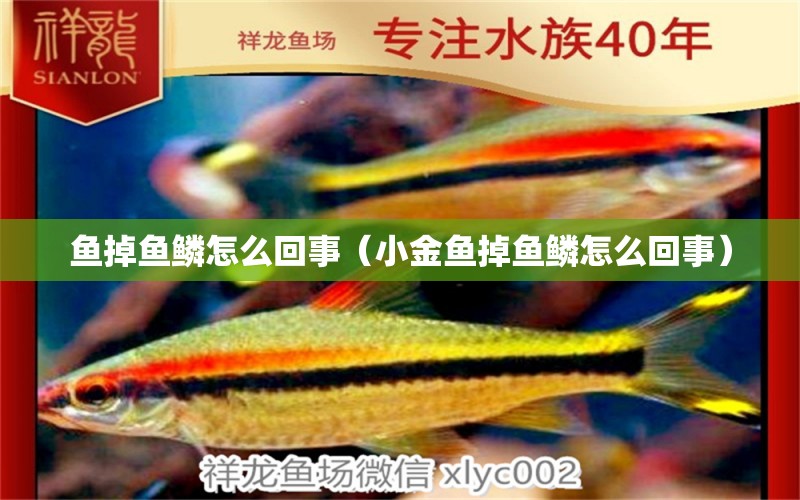 魚掉魚鱗怎么回事（小金魚掉魚鱗怎么回事） 祥龍水族醫(yī)院