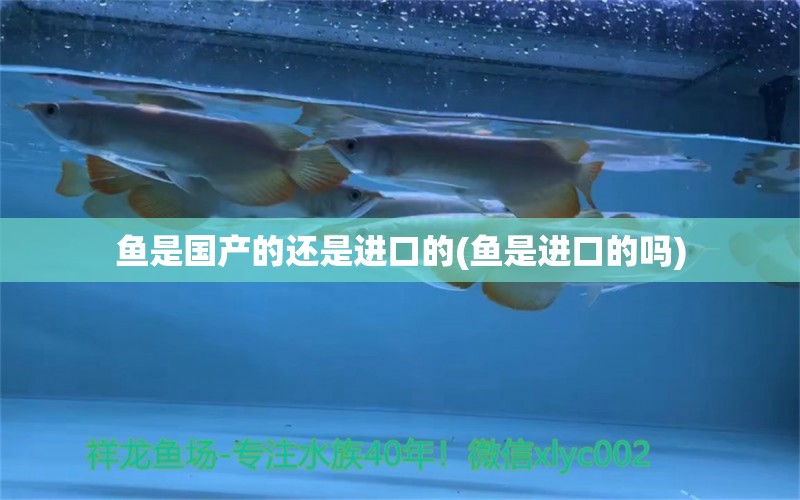 魚是國產(chǎn)的還是進(jìn)口的(魚是進(jìn)口的嗎) 過濾設(shè)備