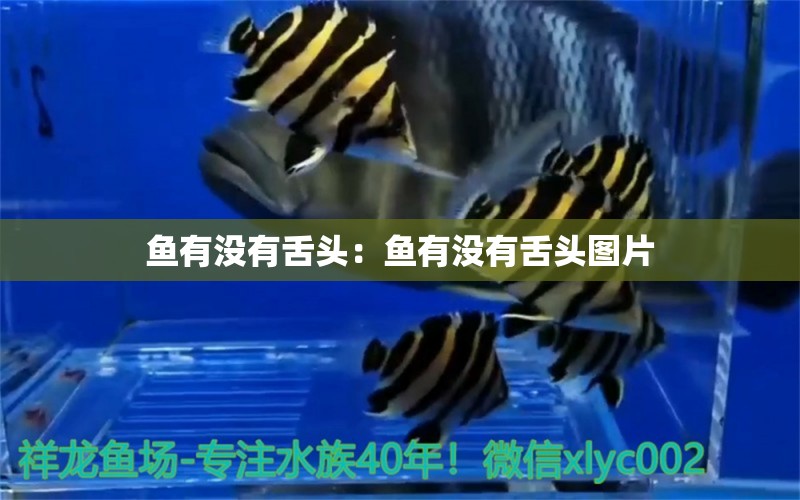 魚有沒有舌頭：魚有沒有舌頭圖片 水族雜談