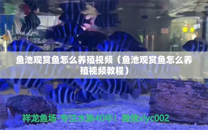 魚池觀賞魚怎么養(yǎng)殖視頻（魚池觀賞魚怎么養(yǎng)殖視頻教程）