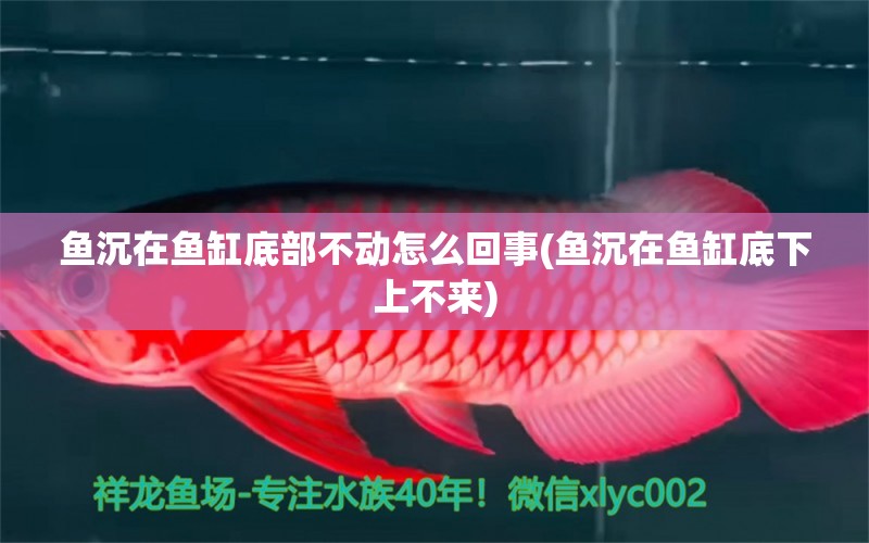 魚沉在魚缸底部不動(dòng)怎么回事(魚沉在魚缸底下上不來)