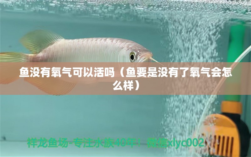 魚(yú)沒(méi)有氧氣可以活嗎（魚(yú)要是沒(méi)有了氧氣會(huì)怎么樣） 南美異型魚(yú)