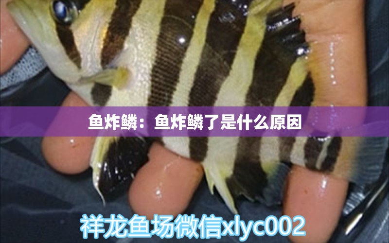 魚炸鱗：魚炸鱗了是什么原因 稀有金龍魚