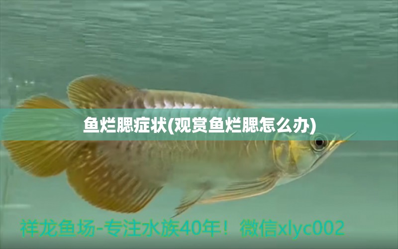 魚爛腮癥狀(觀賞魚爛腮怎么辦) 恐龍王魚