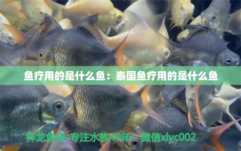 魚療用的是什么魚：泰國(guó)魚療用的是什么魚 白子銀版魚苗