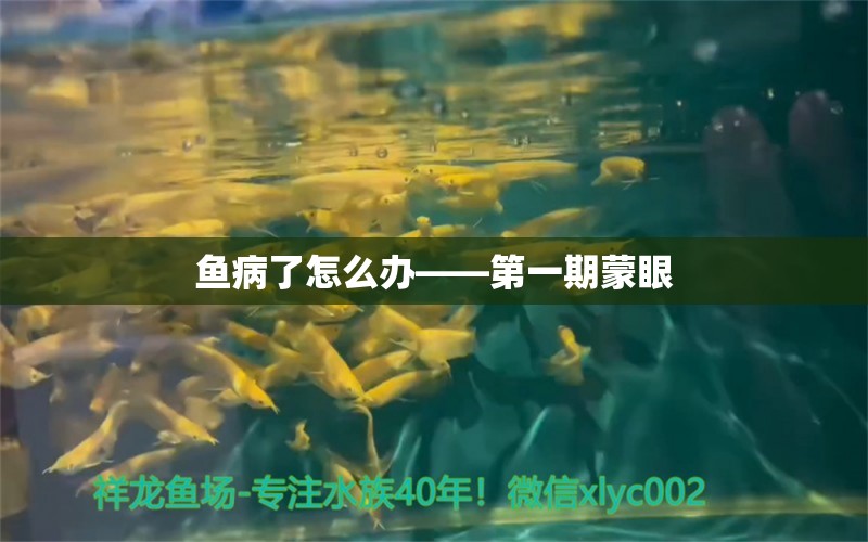 魚病了怎么辦——第一期蒙眼 龍魚疾病與治療