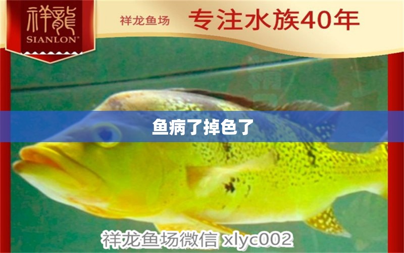 魚病了掉色了 龍魚疾病與治療