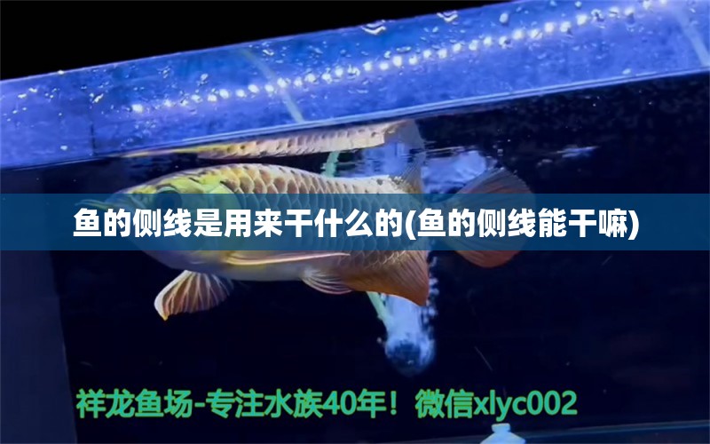 魚的側(cè)線是用來干什么的(魚的側(cè)線能干嘛) 觀賞魚