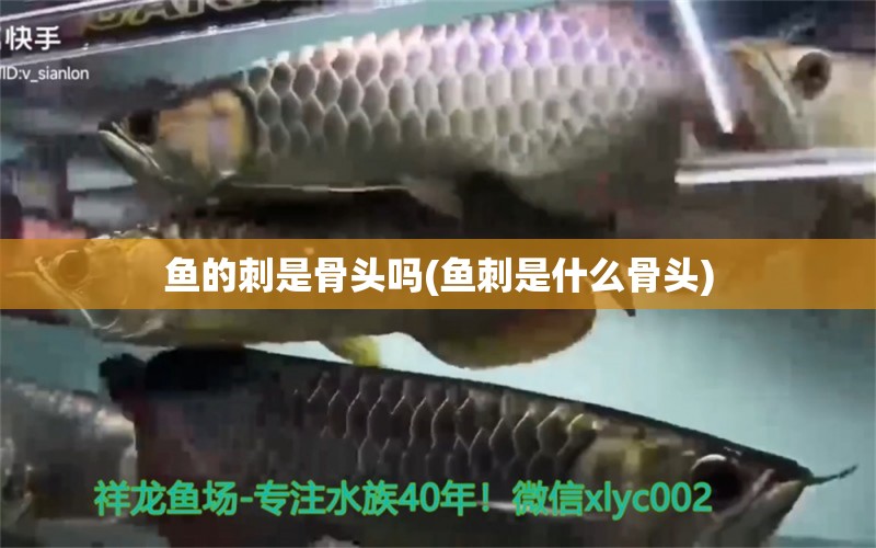 魚(yú)的刺是骨頭嗎(魚(yú)刺是什么骨頭) 黑桃A魚(yú)苗