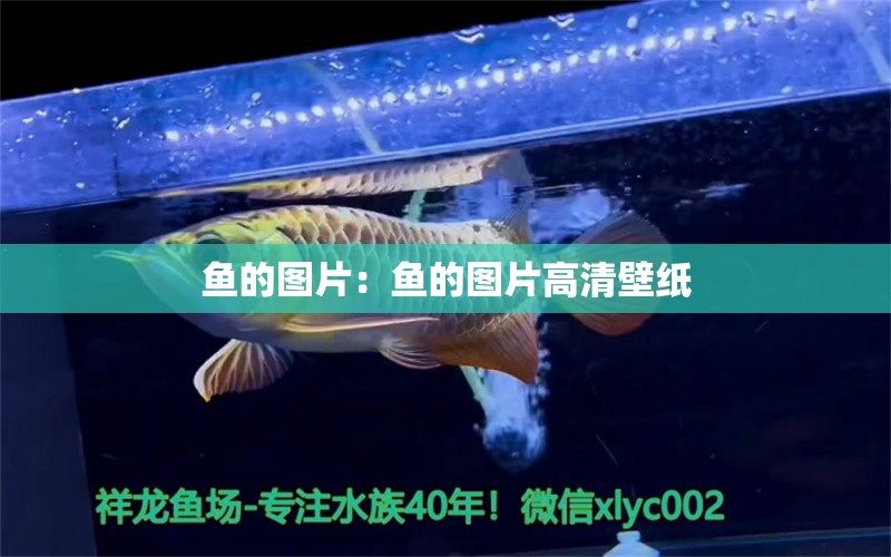 魚的圖片：魚的圖片高清壁紙