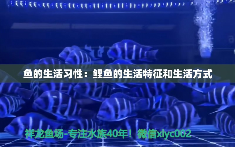 魚的生活習(xí)性：鯉魚的生活特征和生活方式 黑桃A魚