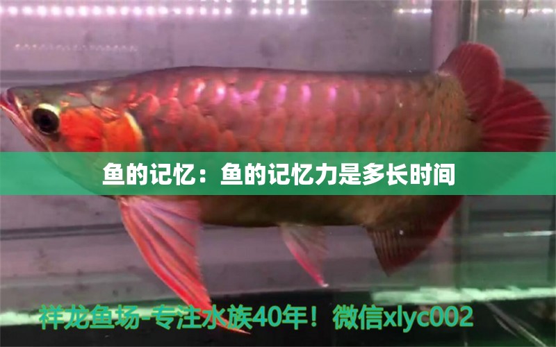 魚的記憶：魚的記憶力是多長時(shí)間