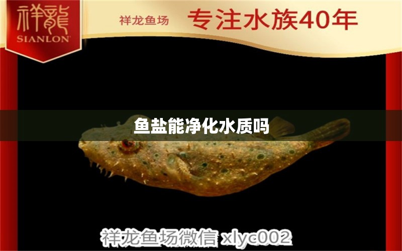 魚鹽能凈化水質(zhì)嗎 巴卡雷龍魚 第2張