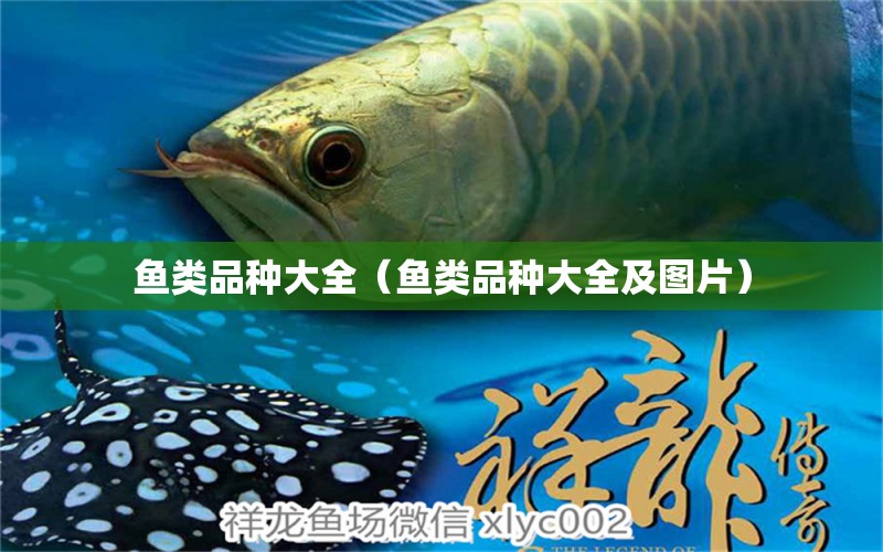 魚類品種大全（魚類品種大全及圖片）