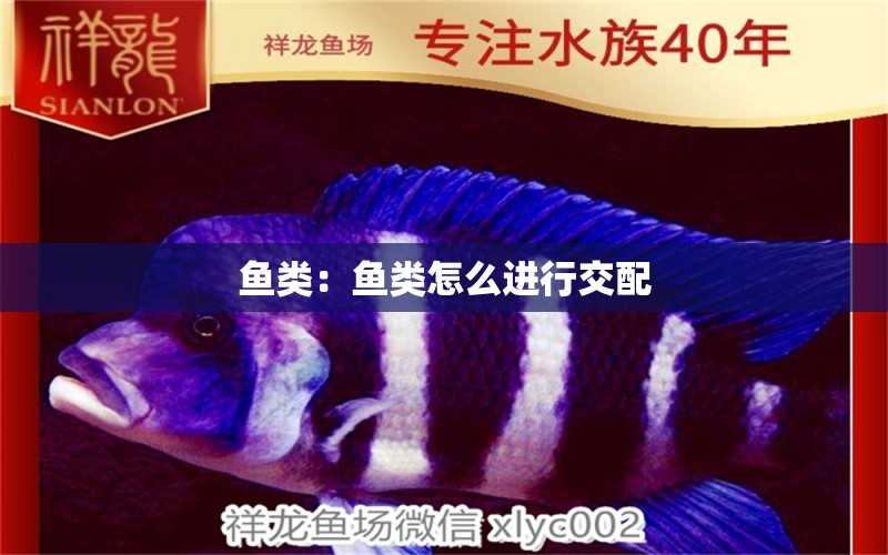 魚(yú)類(lèi)：魚(yú)類(lèi)怎么進(jìn)行交配