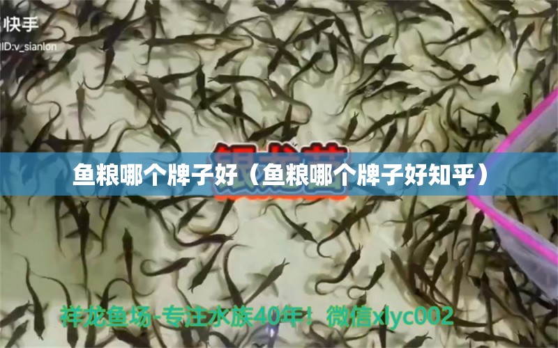 魚糧哪個牌子好（魚糧哪個牌子好知乎）