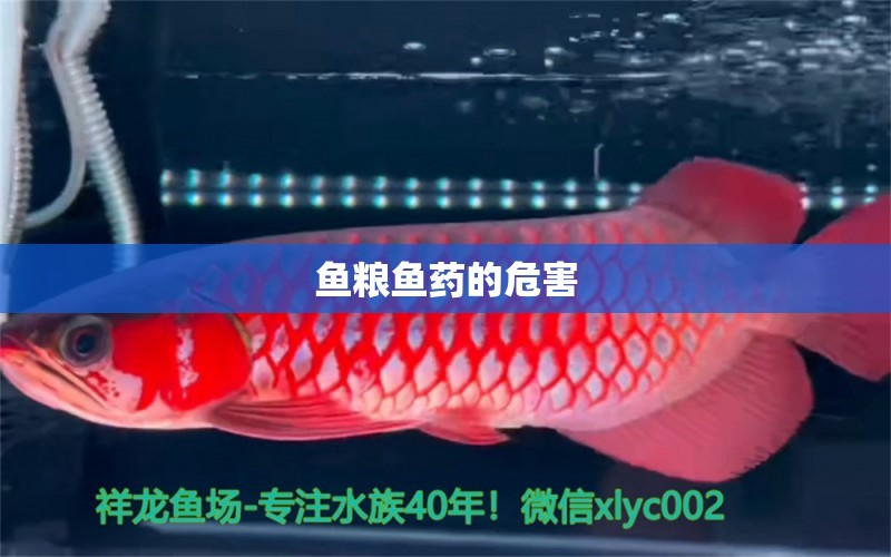 魚糧魚藥的危害 魚糧魚藥