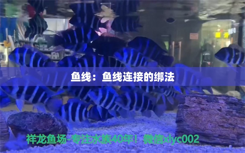 魚線：魚線連接的綁法 垂釣樂園