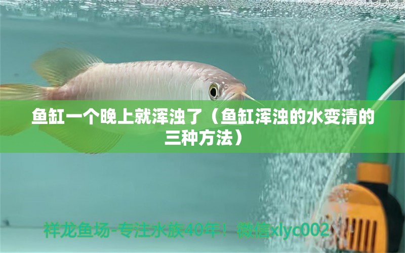 魚缸一個晚上就渾濁了（魚缸渾濁的水變清的三種方法） 祥龍水族醫(yī)院