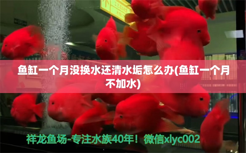 魚缸一個(gè)月沒(méi)換水還清水垢怎么辦(魚缸一個(gè)月不加水) 水草