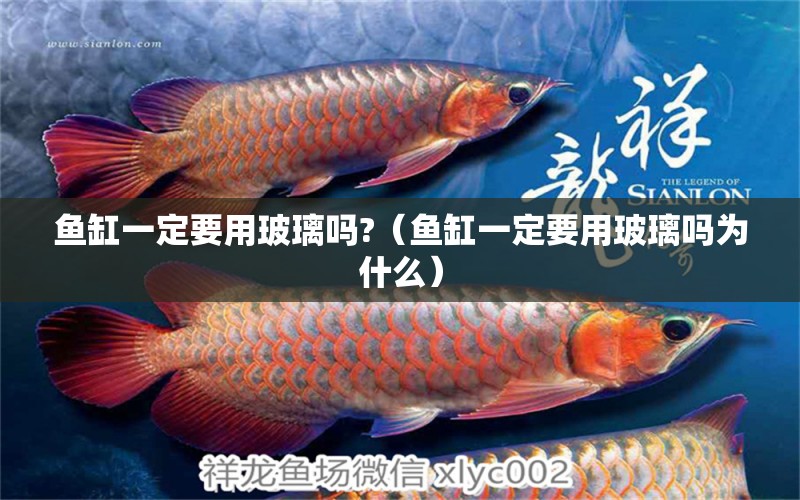 魚缸一定要用玻璃嗎?（魚缸一定要用玻璃嗎為什么） 觀賞魚市場(chǎng)（混養(yǎng)魚）