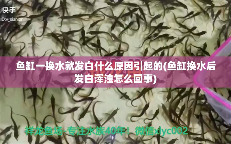 魚缸一換水就發(fā)白什么原因引起的(魚缸換水后發(fā)白渾濁怎么回事) 祥龍龍魚魚糧