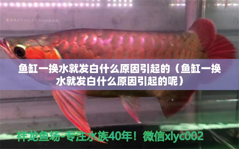 魚缸一換水就發(fā)白什么原因引起的（魚缸一換水就發(fā)白什么原因引起的呢） 觀賞魚市場(chǎng)（混養(yǎng)魚）