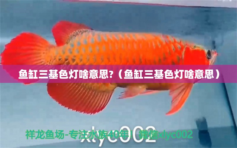 魚缸三基色燈啥意思?（魚缸三基色燈啥意思） 觀賞魚市場（混養(yǎng)魚）