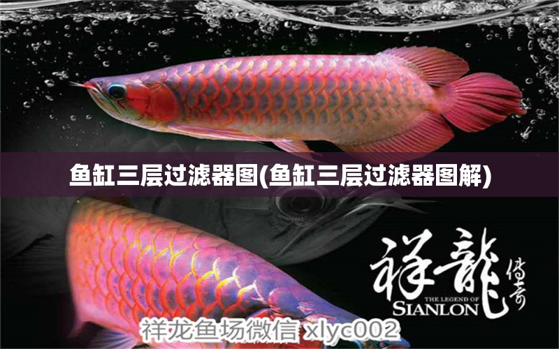 魚缸三層過濾器圖(魚缸三層過濾器圖解) 金老虎魚 第1張