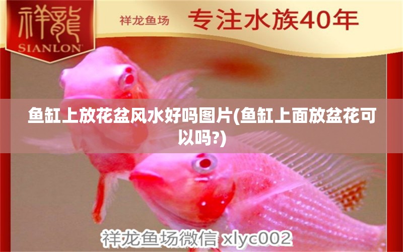 魚缸上放花盆風水好嗎圖片(魚缸上面放盆花可以嗎?)