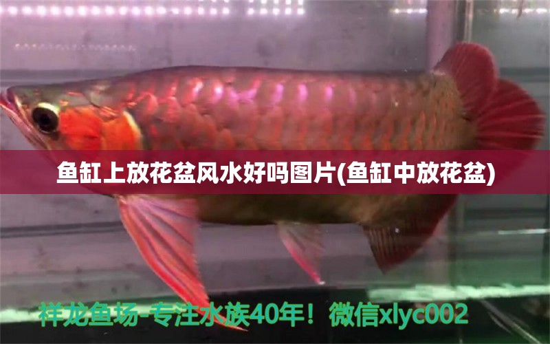 魚(yú)缸上放花盆風(fēng)水好嗎圖片(魚(yú)缸中放花盆) 魚(yú)缸風(fēng)水 第1張