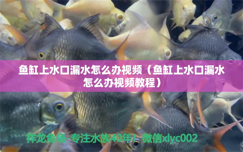 魚缸上水口漏水怎么辦視頻（魚缸上水口漏水怎么辦視頻教程）