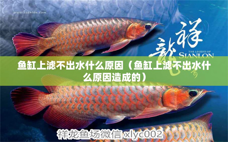 魚缸上濾不出水什么原因（魚缸上濾不出水什么原因造成的）