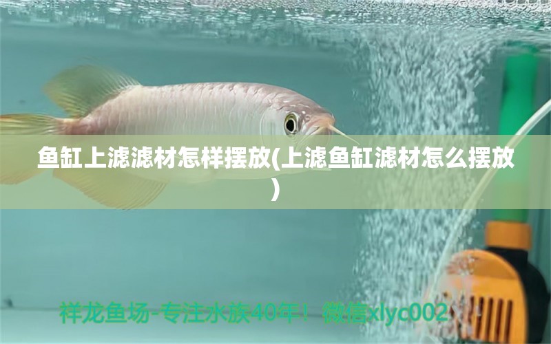 魚缸上濾濾材怎樣擺放(上濾魚缸濾材怎么擺放) 水族維護(hù)服務(wù)（上門）