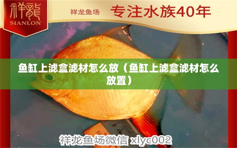 魚(yú)缸上濾盒濾材怎么放（魚(yú)缸上濾盒濾材怎么放置）