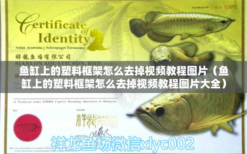 魚缸上的塑料框架怎么去掉視頻教程圖片（魚缸上的塑料框架怎么去掉視頻教程圖片大全）