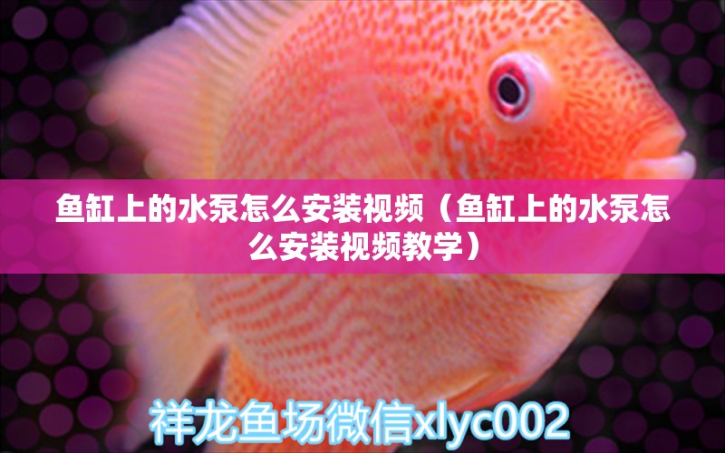 魚缸上的水泵怎么安裝視頻（魚缸上的水泵怎么安裝視頻教學(xué)） 檸檬鯽