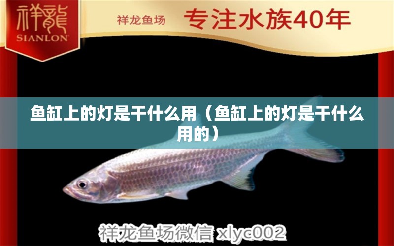 魚缸上的燈是干什么用（魚缸上的燈是干什么用的）