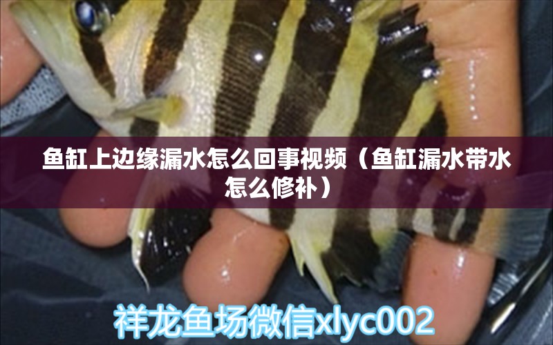 魚缸上邊緣漏水怎么回事視頻（魚缸漏水帶水怎么修補(bǔ)）