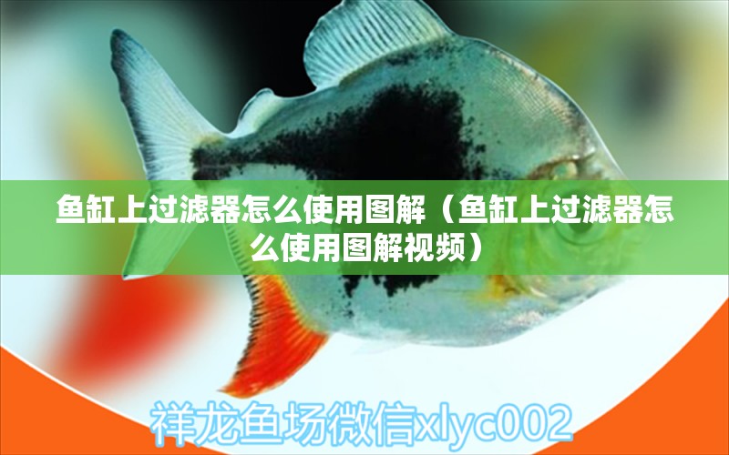 魚缸上過濾器怎么使用圖解（魚缸上過濾器怎么使用圖解視頻） 廣州水族器材濾材批發(fā)市場