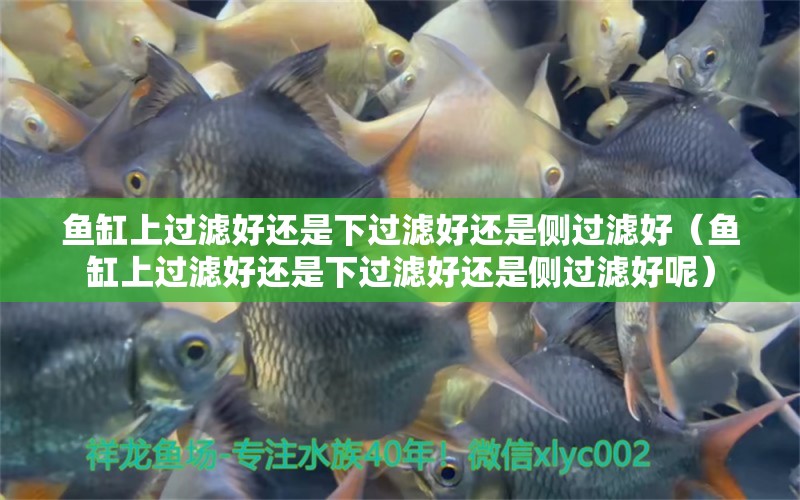 魚缸上過濾好還是下過濾好還是側(cè)過濾好（魚缸上過濾好還是下過濾好還是側(cè)過濾好呢） 祥龍水族醫(yī)院