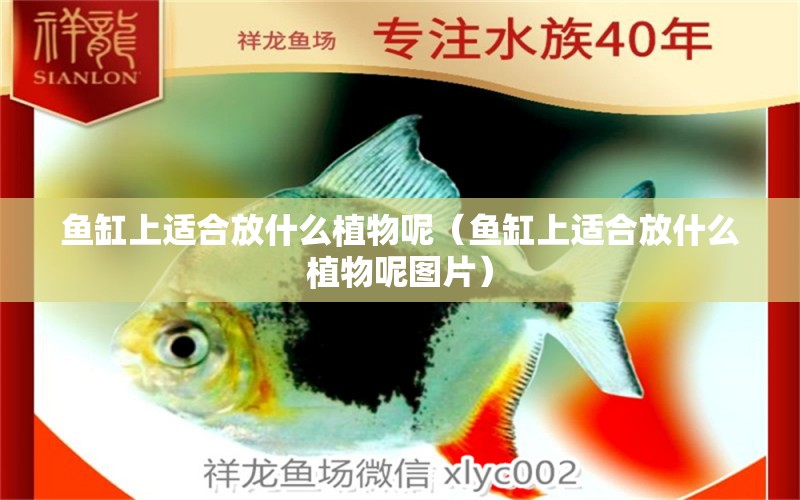 魚(yú)缸上適合放什么植物呢（魚(yú)缸上適合放什么植物呢圖片） 廣州觀賞魚(yú)批發(fā)市場(chǎng)