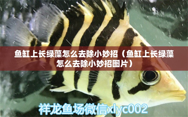 魚(yú)缸上長(zhǎng)綠藻怎么去除小妙招（魚(yú)缸上長(zhǎng)綠藻怎么去除小妙招圖片） 祥龍水族醫(yī)院