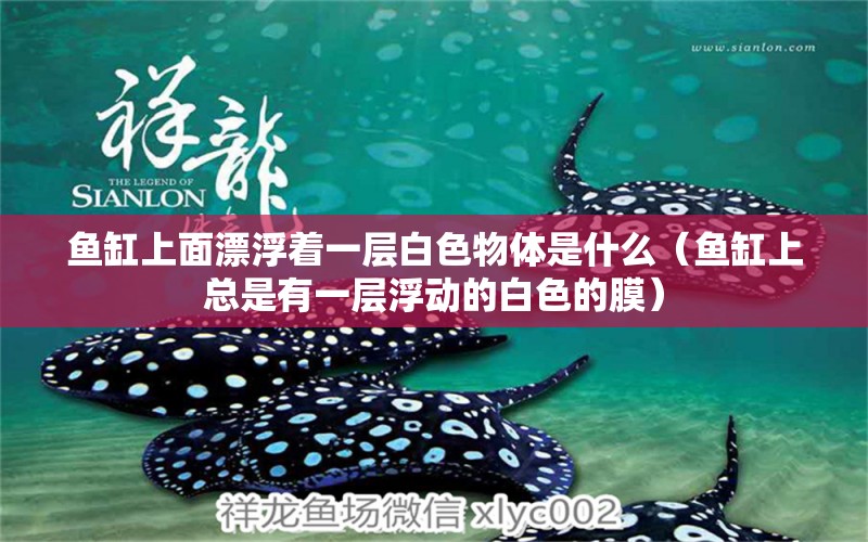 魚缸上面漂浮著一層白色物體是什么（魚缸上總是有一層浮動(dòng)的白色的膜） 白寫錦鯉魚