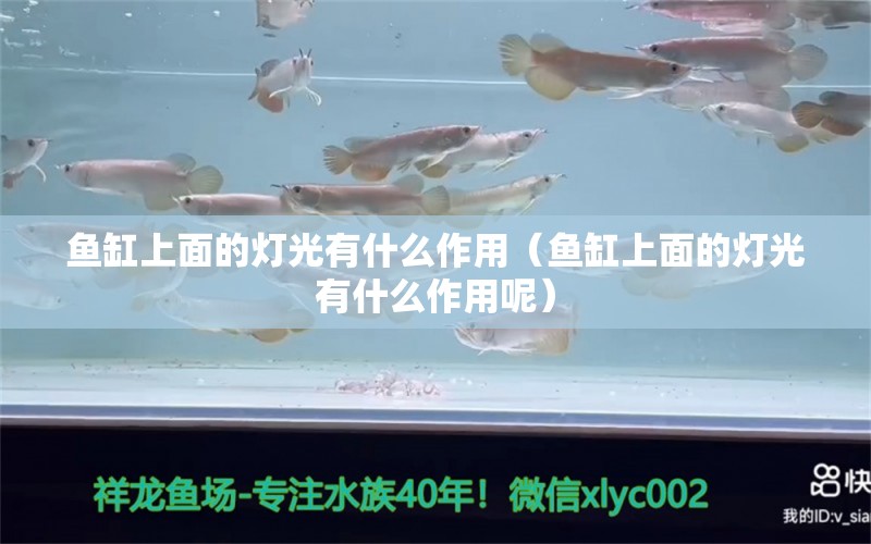 魚缸上面的燈光有什么作用（魚缸上面的燈光有什么作用呢） 黃金達(dá)摩魚