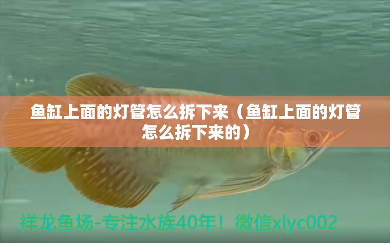 魚缸上面的燈管怎么拆下來（魚缸上面的燈管怎么拆下來的） 廣州龍魚批發(fā)市場