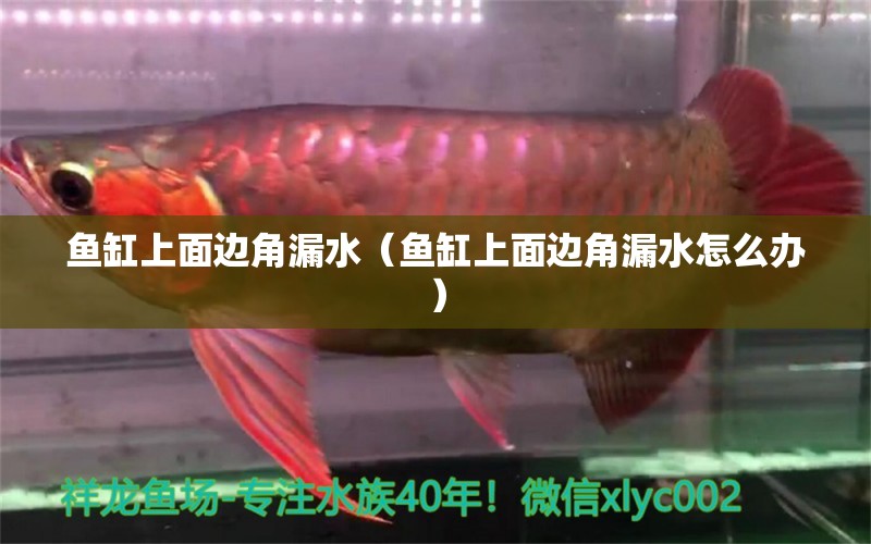 魚缸上面邊角漏水（魚缸上面邊角漏水怎么辦）